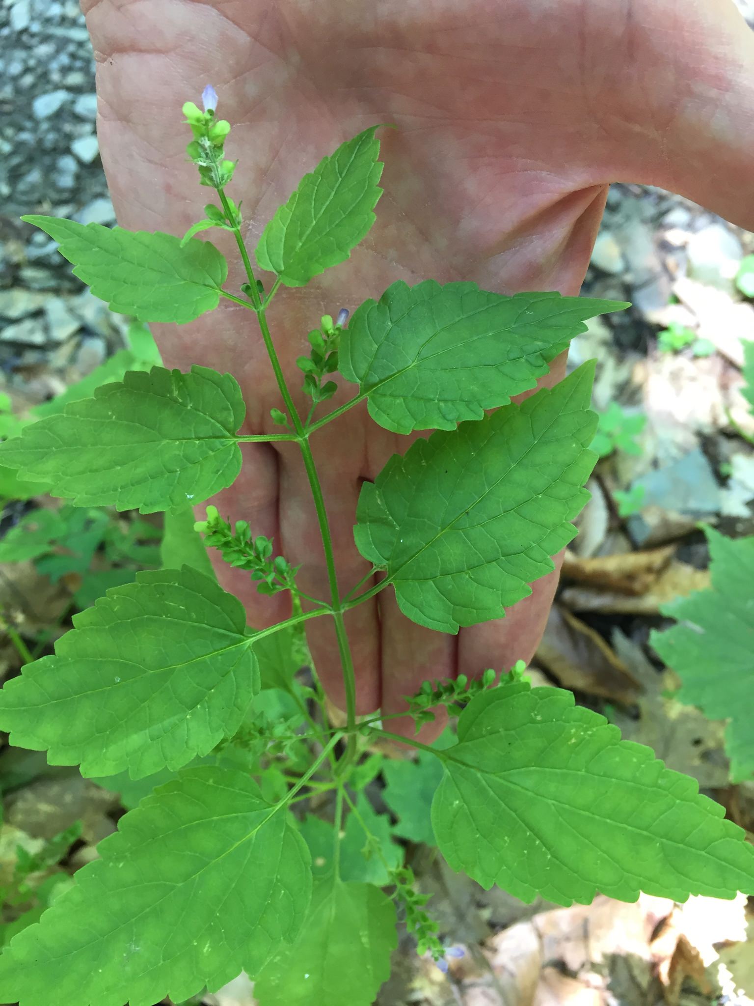 Scutellaria lateriflora